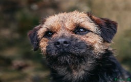 Border Terrier dogs for sale: KC REG-SLEM CLEAR-BORDER TERRIER LITTER - Image 6