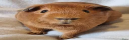 Guinea Pig rodents for sale: Adoption - Bonded Pair Boar(Boy) Guinea Pigs - Advert 4