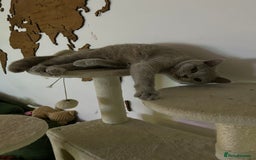 British Shorthair cats for sale: missy! grey british short hair. - Image 14
