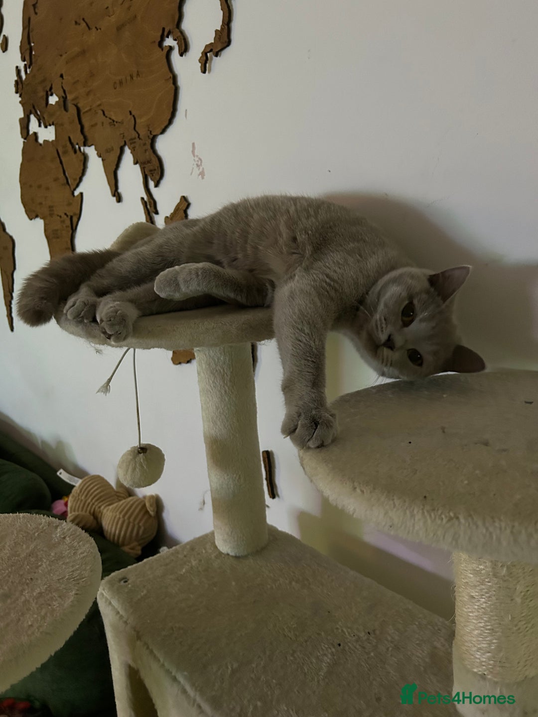 British Shorthair cats for sale: missy! grey british short hair. - Image 14