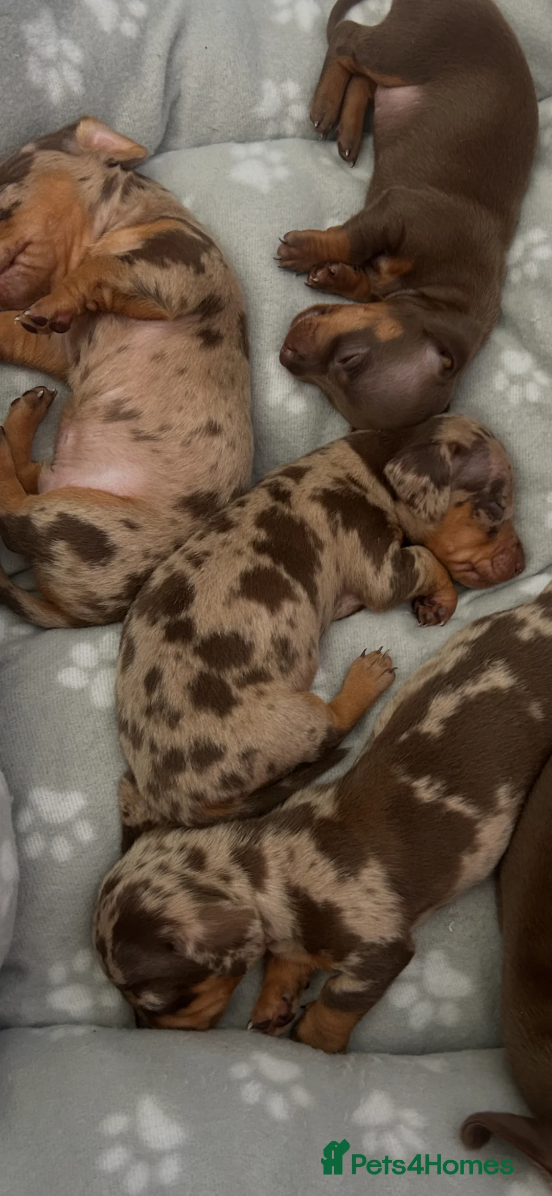 Dachshund dogs for sale: Delilah’s puppies - Advert 2