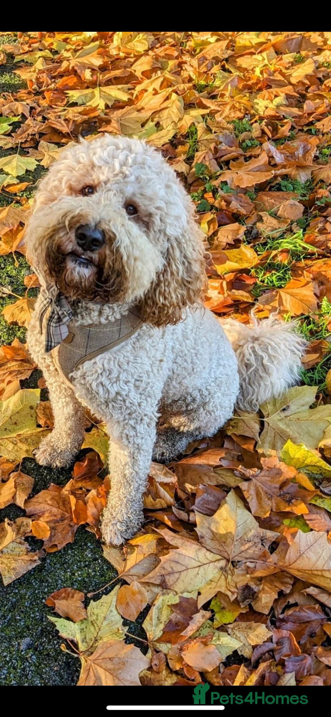 Labradoodle dogs for stud: Proven Extensive DNA health checked Stud in Warrington - Advert 12