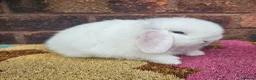 Mini Lop rabbits for sale: Baby female mini lop  - Advert 2