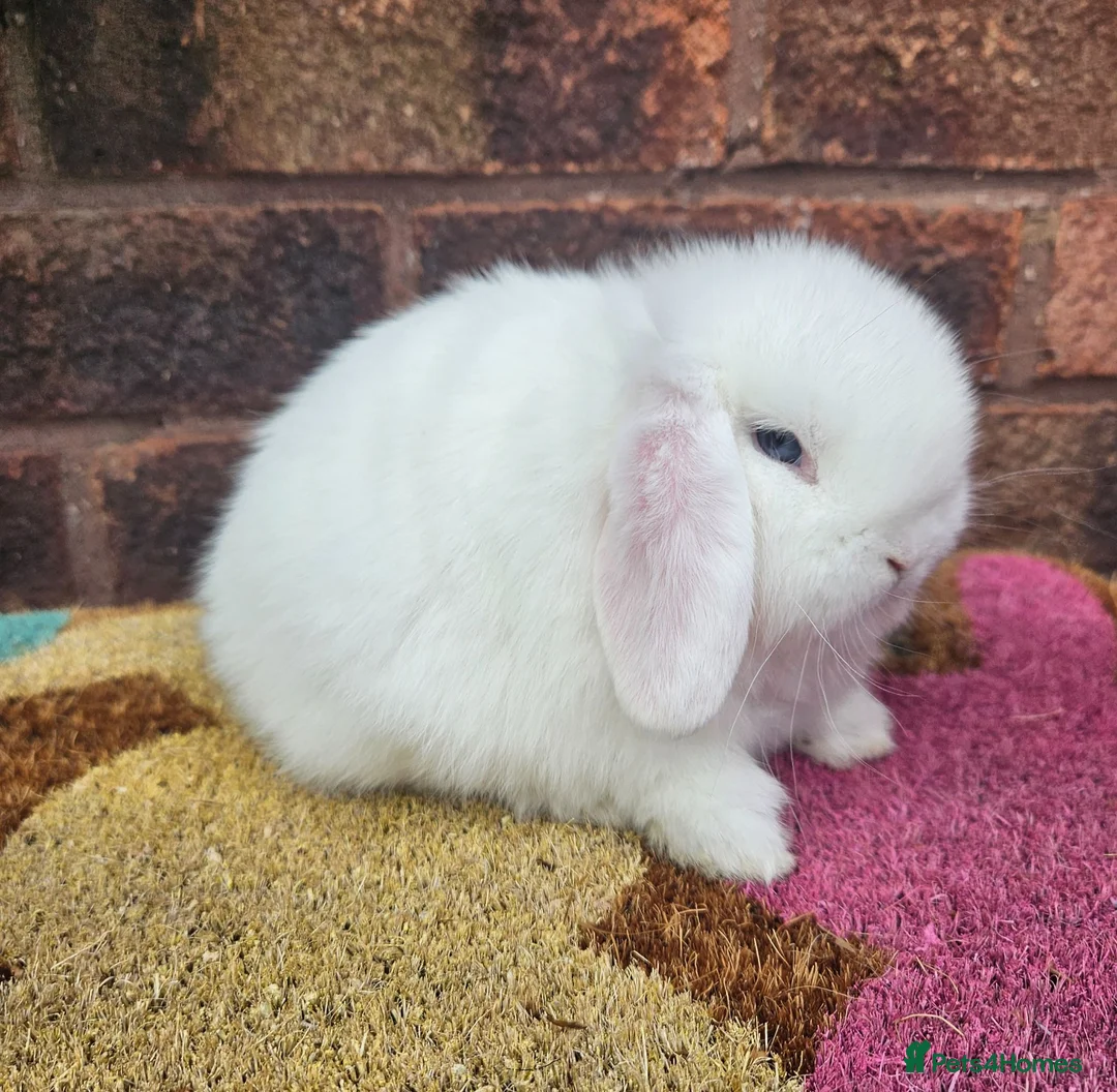 Mini Lop rabbits for sale: Baby female mini lop  - Advert 2