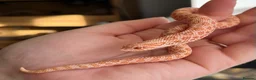 Snake reptiles for sale: Various 2024/2025 Western Hognoses - Advert 8