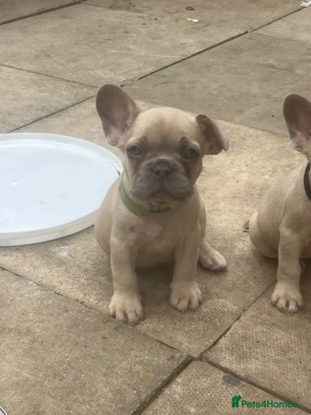French Bulldog dogs for sale: Frenchie puppies  - Advert 5