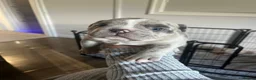 American Bully dogs for sale: Demi  in Manchester - Advert 11