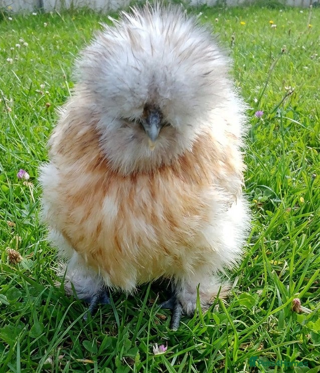 Chickens poultry  silkie chick's, polish chick's  - Advert 9