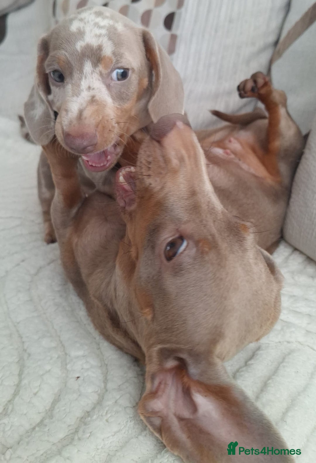 Miniature Dachshund dogs for sale: Adorable KC registered mini dachsund pups - Image 8