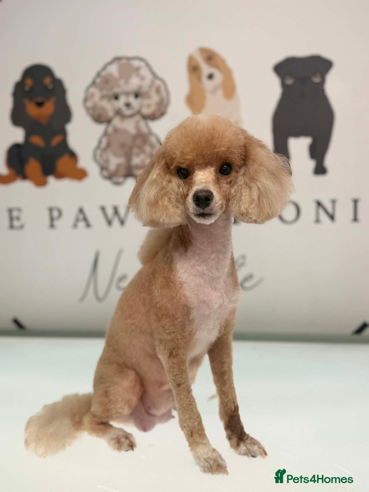 Toy Poodle dogs Toy poodle boys - Advert 5