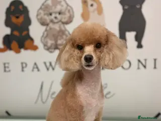 Toy Poodle dogs Toy poodle boys - Advert 5