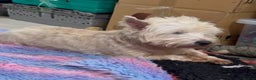 West Highland Terrier dogs for sale: West Highland terrier female in need new home - Advert 2