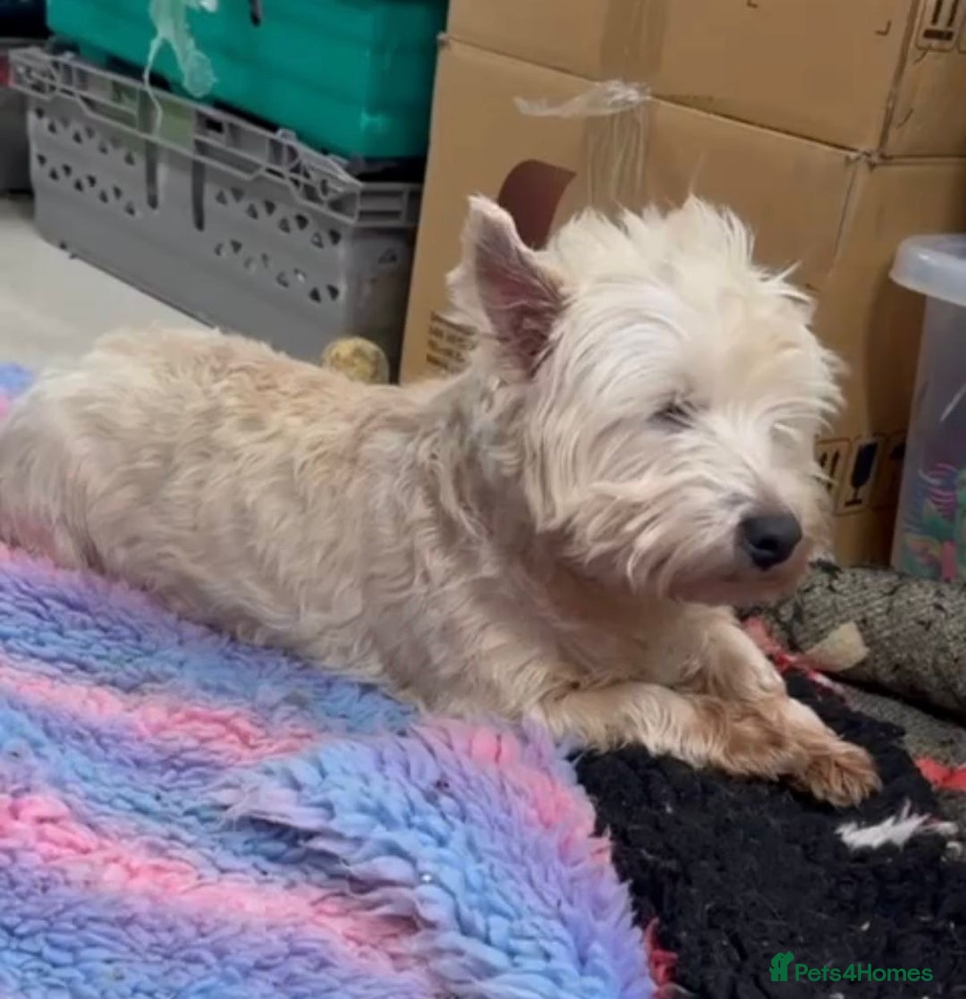 West Highland Terrier dogs for sale: West Highland terrier female in need new home - Advert 2
