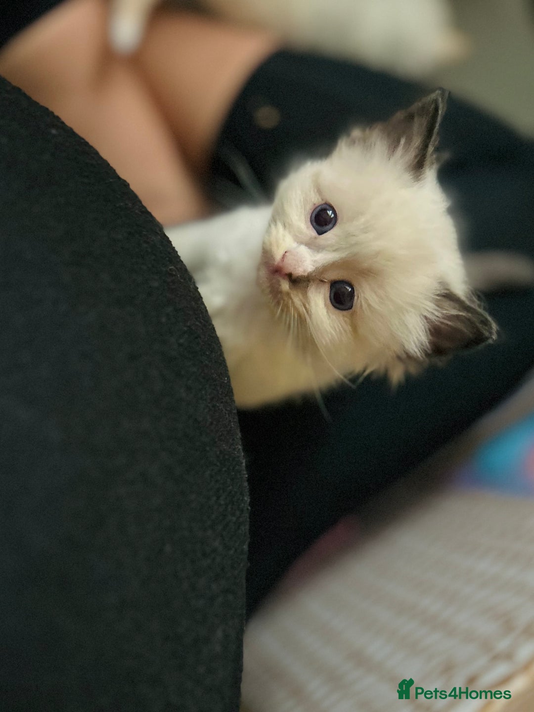 Ragdoll cats for sale: Stunning Rainbow of Ragdoll Kittens - Image 6