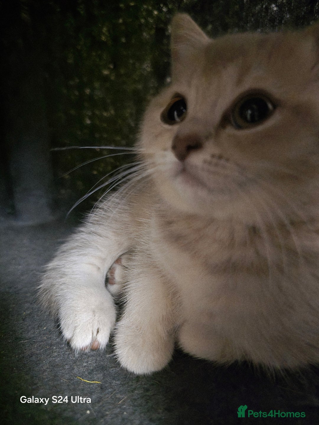 Scottish Fold cats for sale: Ready to leave cute kittens  - Image 16