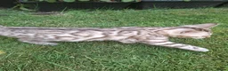 Bengal cats for sale: **Last Snow Lynx Bengal Kitten** TICA - Advert 26