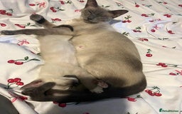 Siamese cats for sale: One Stunning Blue Admitted Siamese Female Left !! - Image 5