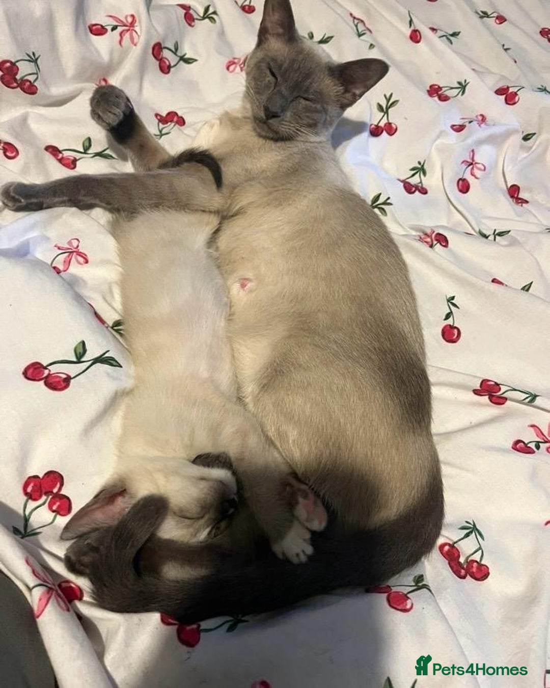 Siamese cats for sale: One Stunning Blue Admitted Siamese Female Left !! - Image 5