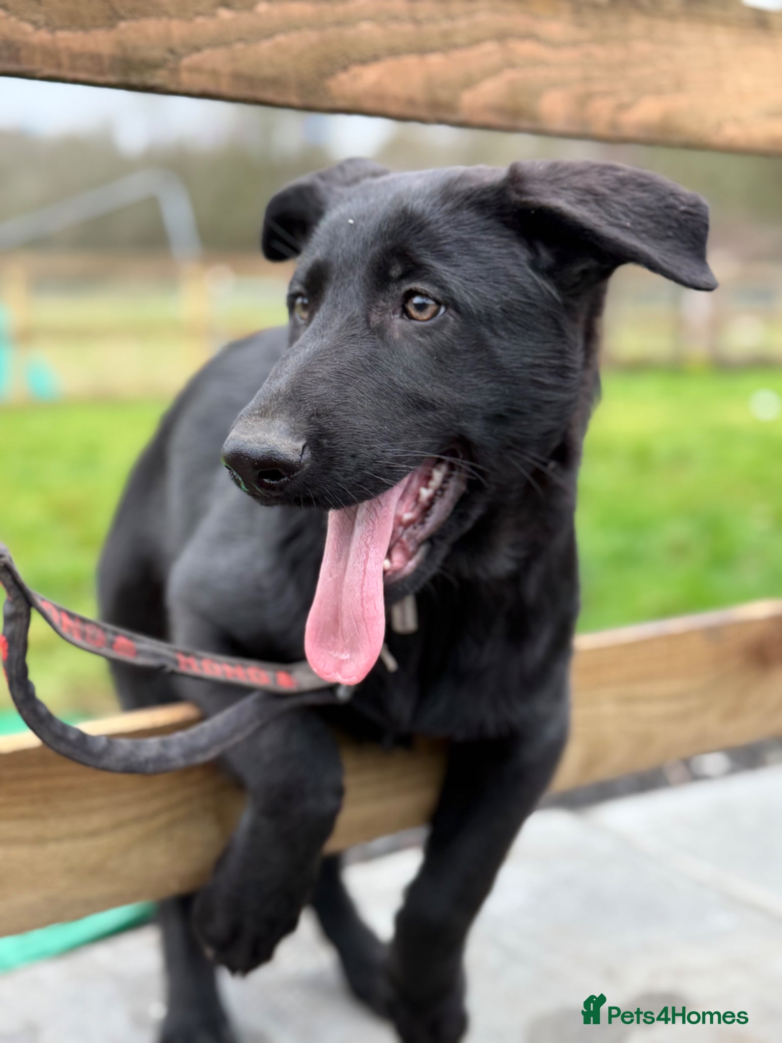 German Shepherd dogs Beautiful Black DDR LINE KC Reg German Shepherd - Advert 1