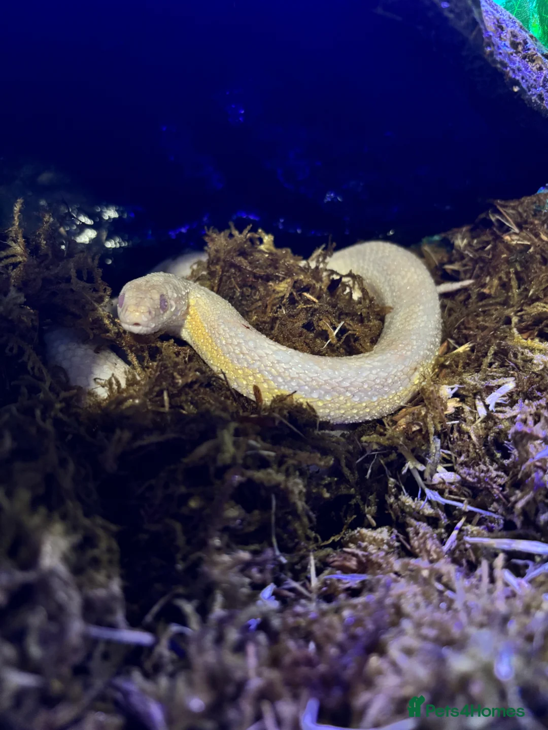 Corn Snake reptiles for sale: Female corn snake  in Dover - Advert 1