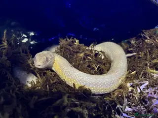 Corn Snake reptiles Female corn snake - Advert 1