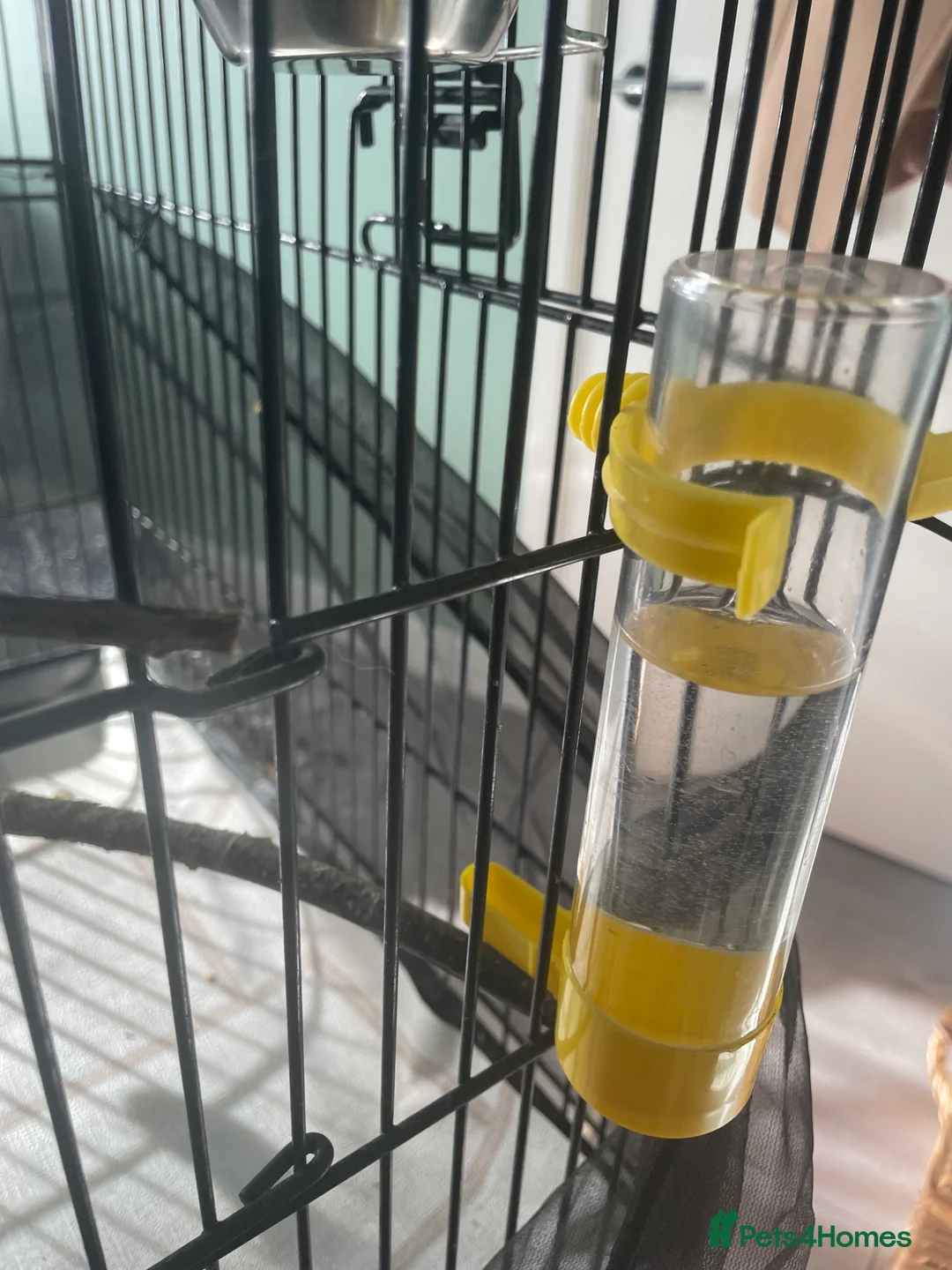 Canaries birds for sale: Canaries as a pair for sale - Advert 8