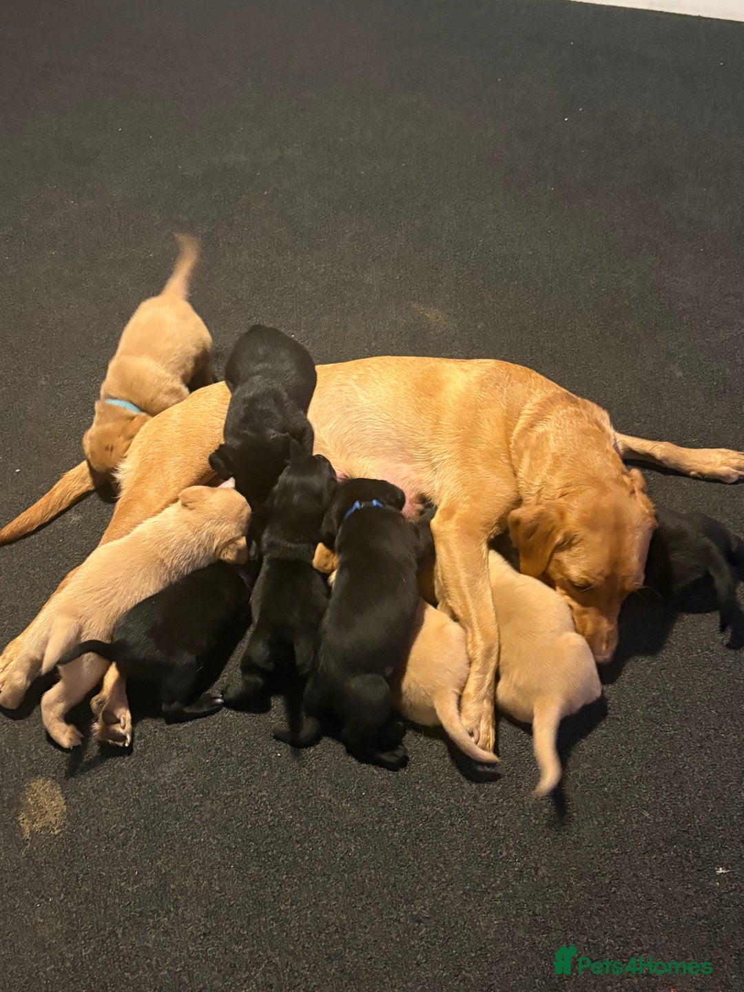 Labrador Retriever dogs for sale: Labrador puppies  - Advert 5