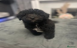 Cockapoo dogs for sale: Last cockapoo puppy left out of 6 - Image 1