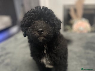 Cockapoo dogs - Advert 25