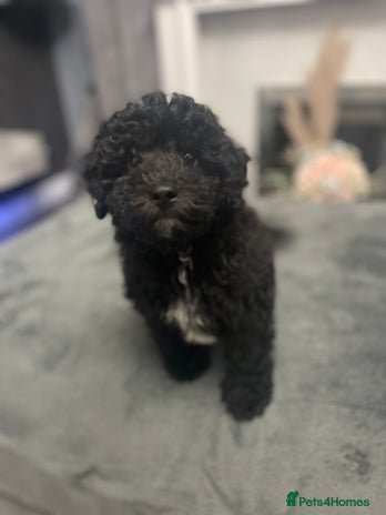 Cockapoo dogs - Advert 32