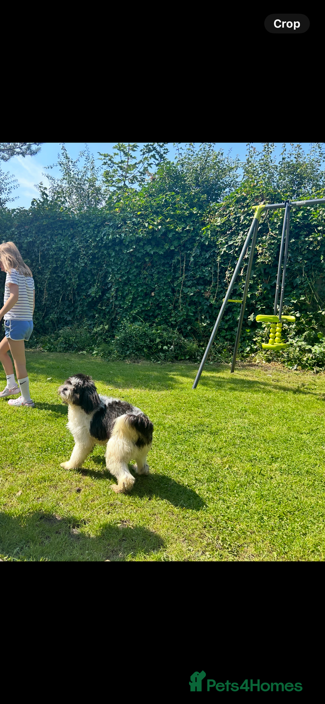 Mixed Breed dogs for sale: MEET MOO-MOO £60 - Image 3