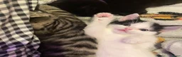 Mixed Breed cats for sale: Cute adorable kittens - Advert 4