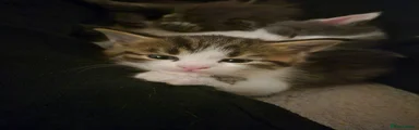 Maine Coon 2