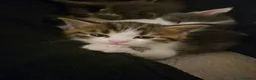 Maine Coon cats for sale: Half maincoon kittens for sale in Newport - Advert 14