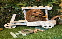 Toy Poodle dogs for sale: Beautiful Red Toy Poodle Puppies – Ready Now  - Image 6