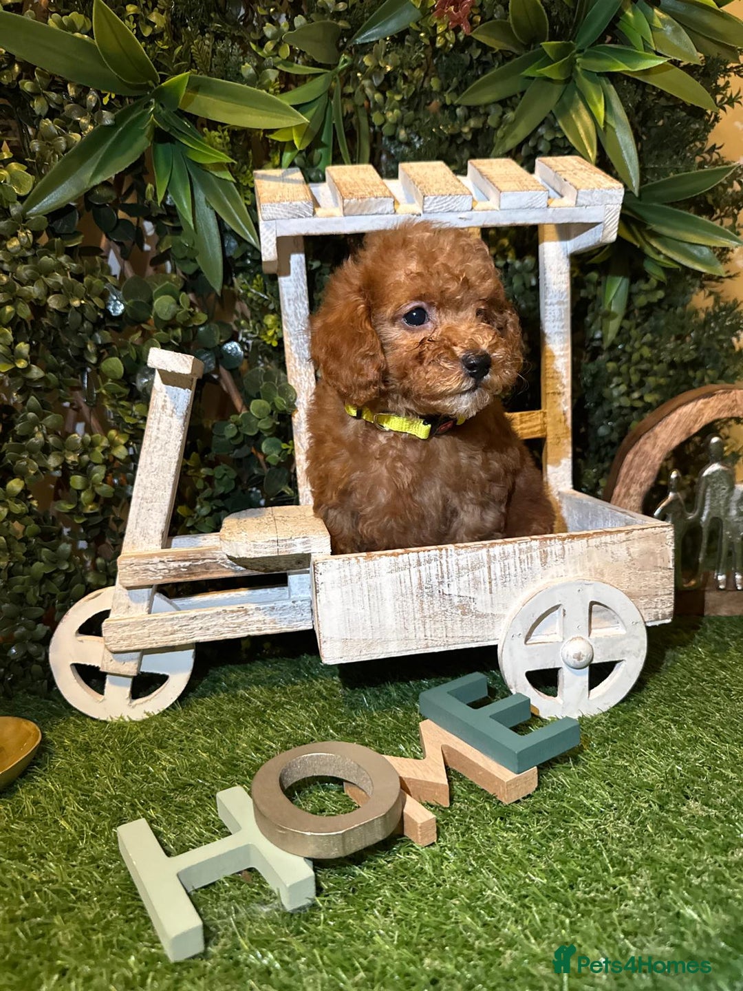 Toy Poodle dogs for sale: Beautiful Red Toy Poodle Puppies – Ready Now  - Image 6