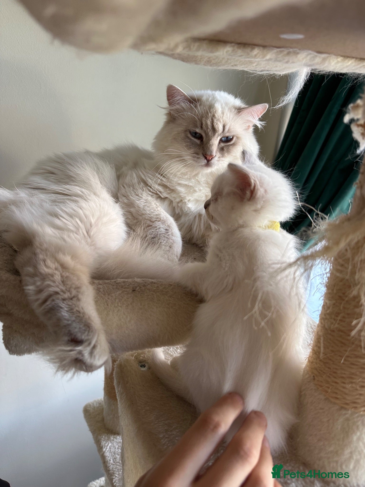 Ragdoll cats Cream Lynx Ragdoll Stud - Advert 1