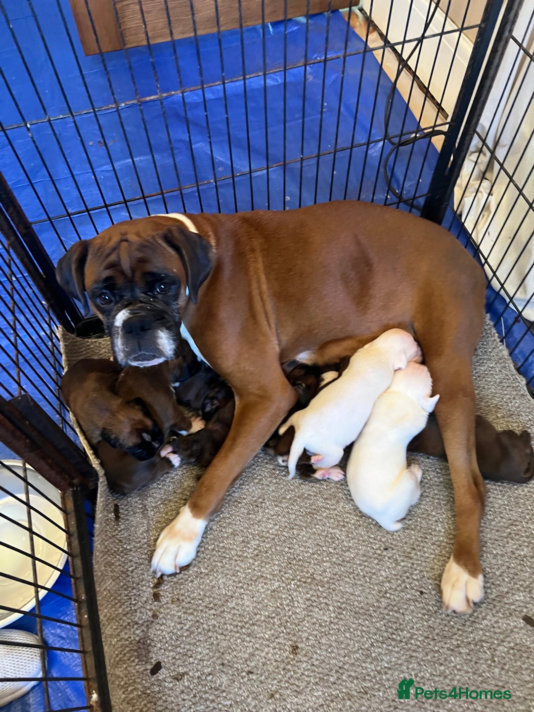 Boxer dogs for sale: Boxer puppies from Health Tested Parents  - Image 2