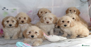 Cockapoo dogs - Advert 15