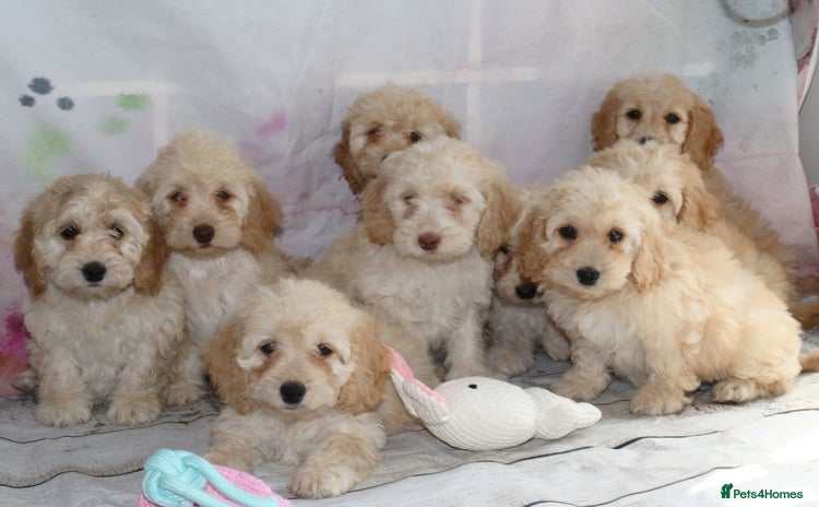 Cockapoo dogs - Advert 7