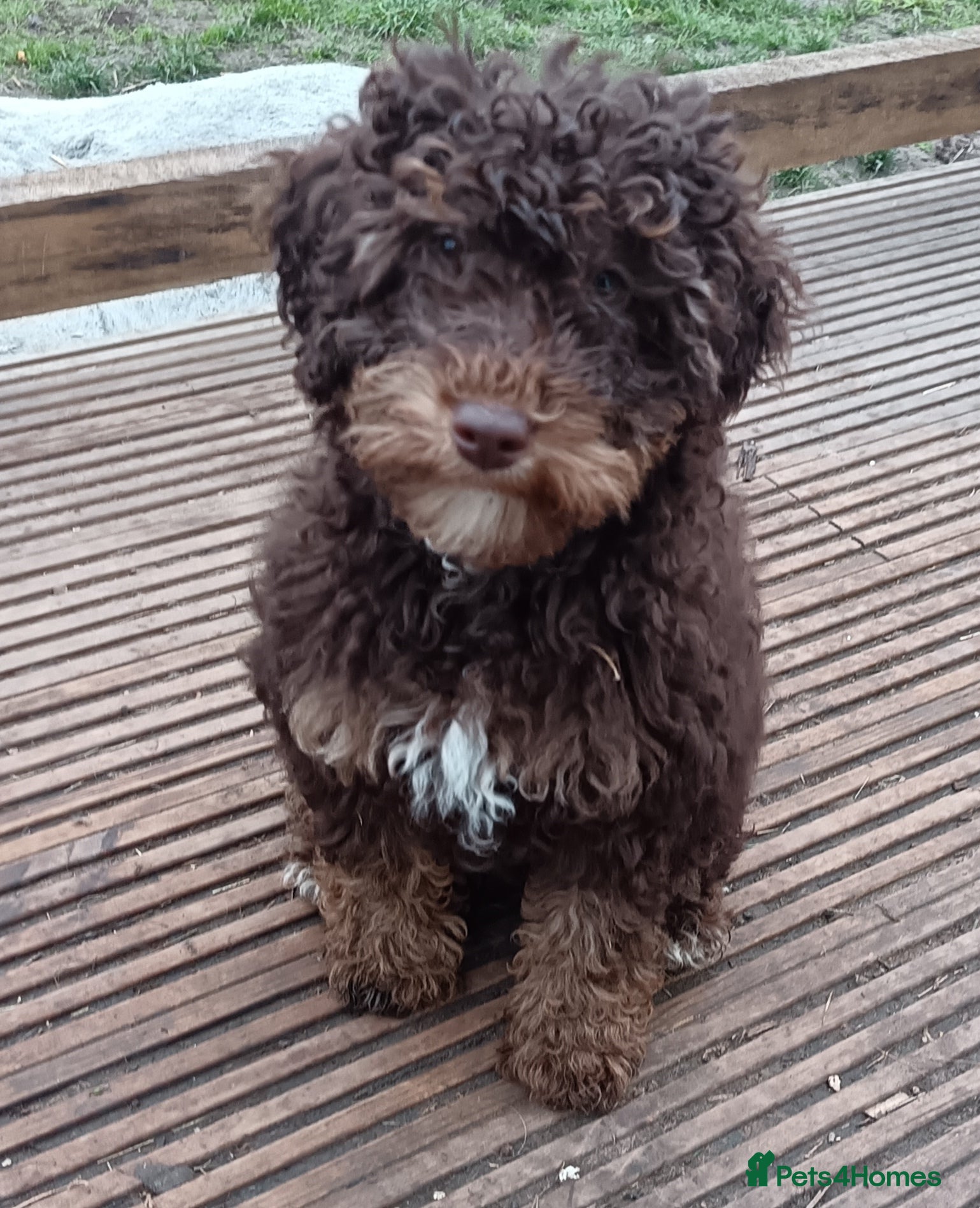 Labradoodle dogs Mini Labradoodles🐾🌟 Vaccinated Ready Now🌟🐾 - Advert 17