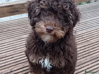 Labradoodle dogs Mini Labradoodles🐾🌟 Vaccinated Ready Now🌟🐾 - Advert 3