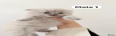 Scottish Fold 1