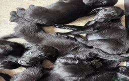 Flat coated Retriever dogs for sale: Flat coat Retriever puppies  - Image 9