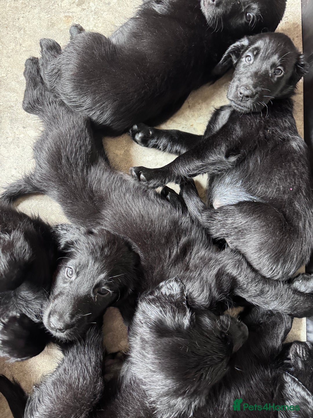 Flat coated Retriever dogs for sale: Flat coat Retriever puppies  - Image 9