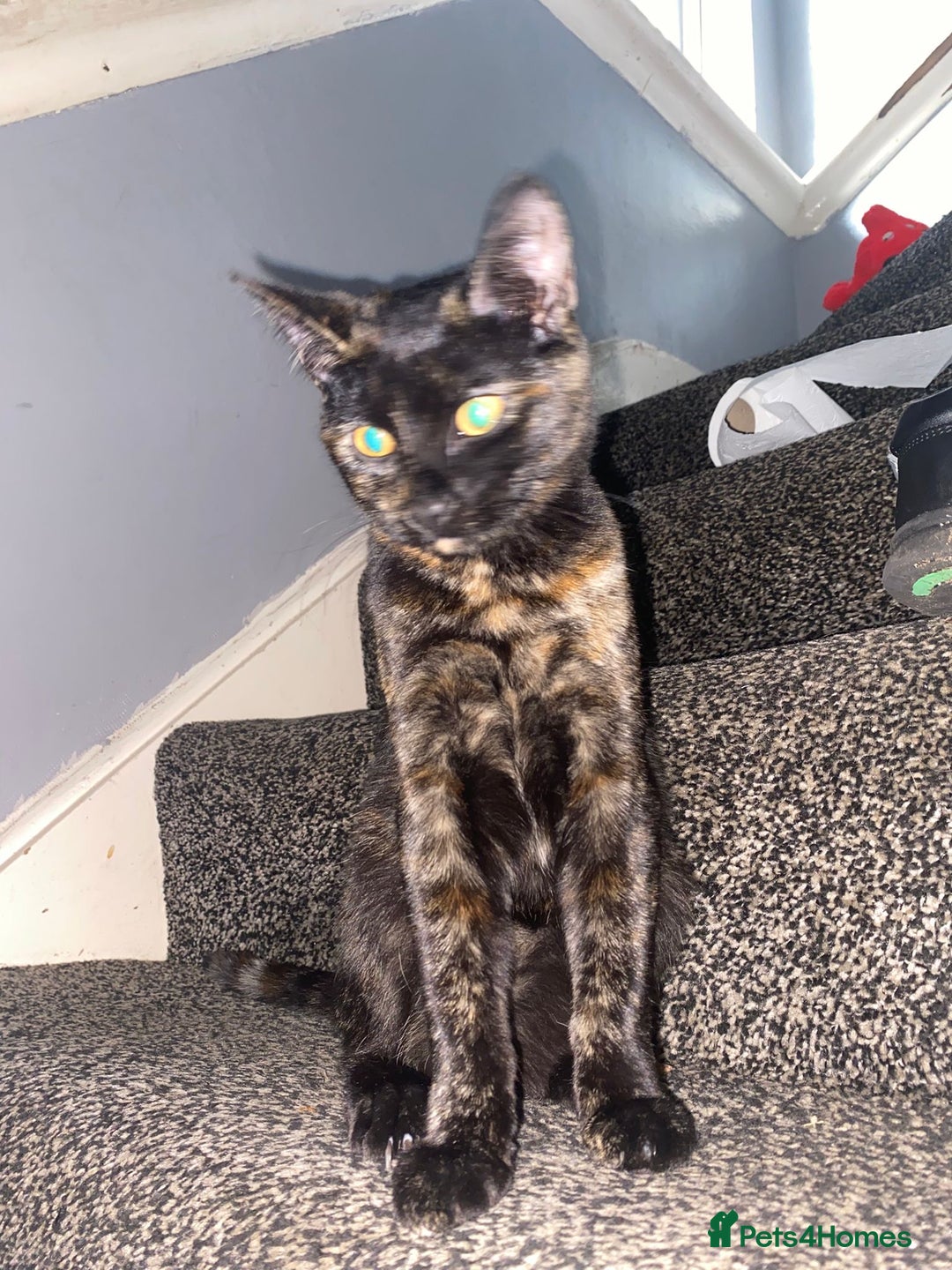 American Shorthair cats for sale: girl kitten - Image 3