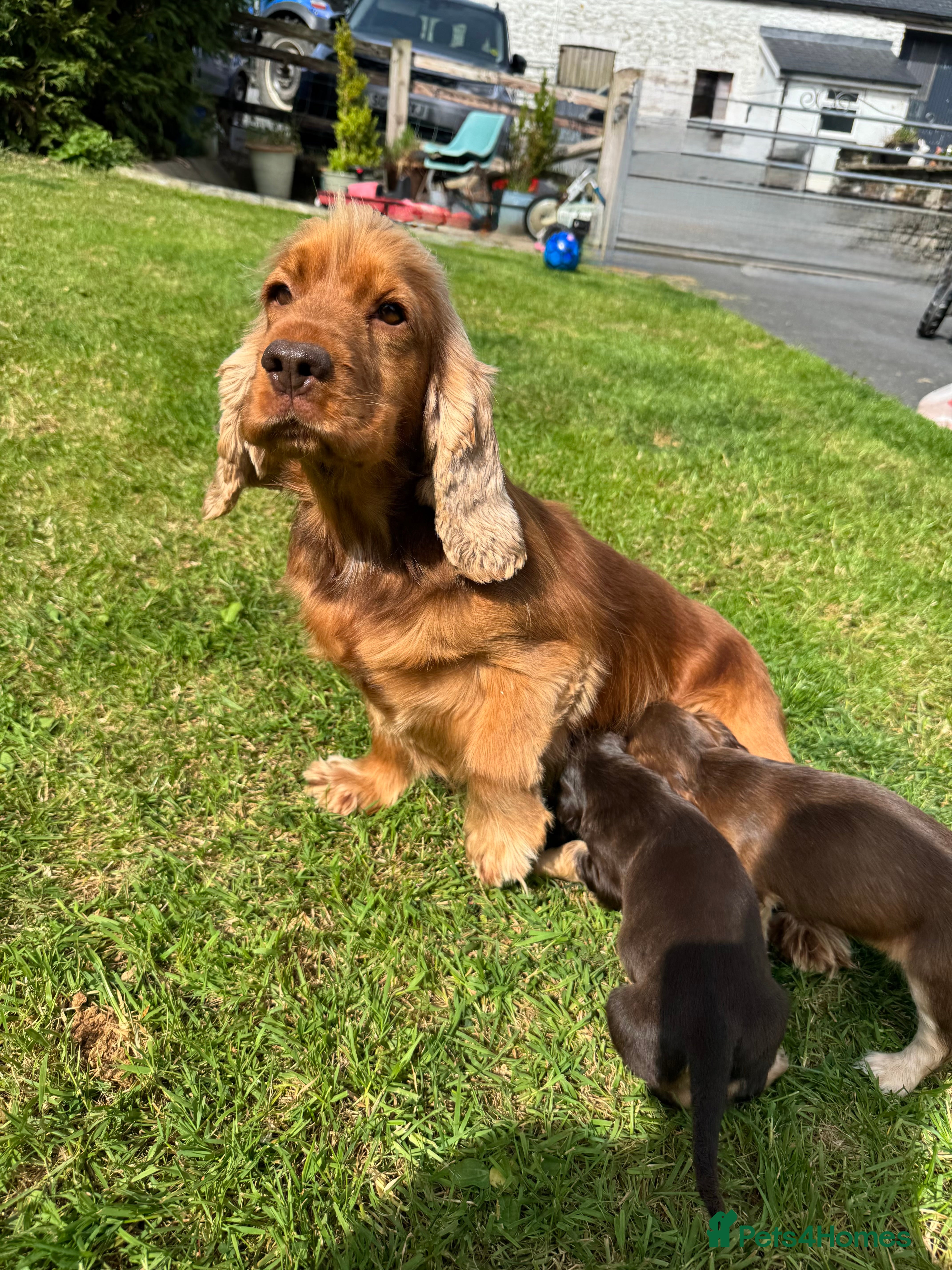 Cocker Spaniel dogs DNA tested clear Show type Cocker Spaniels - Advert 1