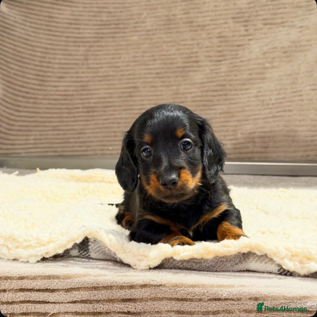 Miniature Dachshund dogs for sale: STUNNING LONG HAIRED KC MINI DACHSHUND PUPPIES - Advert 20