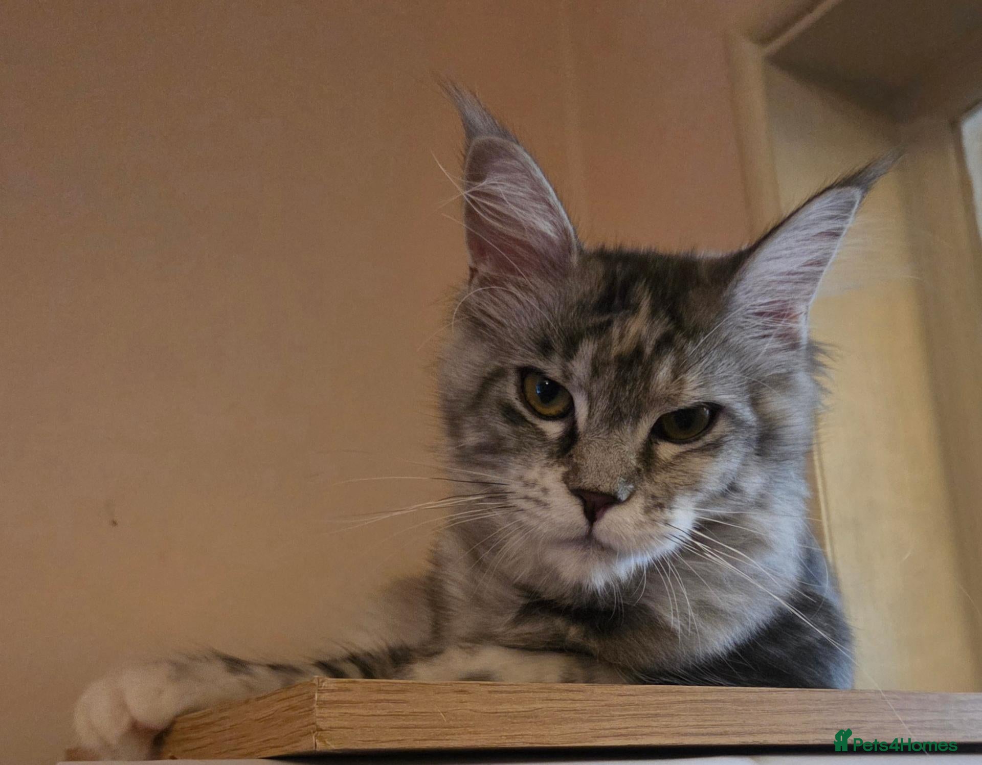 Maine Coon cats Tica reg maine coon. Poly. - Advert 14
