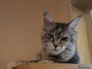 Maine Coon cats Tica reg maine coon. Poly. - Advert 14